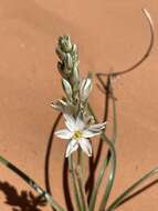 صورة Eremocrinum albomarginatum (M. E. Jones) M. E. Jones