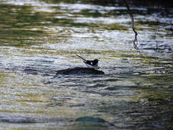 Image of Black-backed Forktail