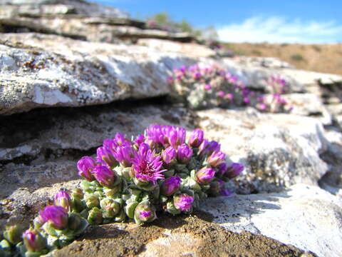 Image of Antimima fenestrata (L. Bol.) H. E. K. Hartmann