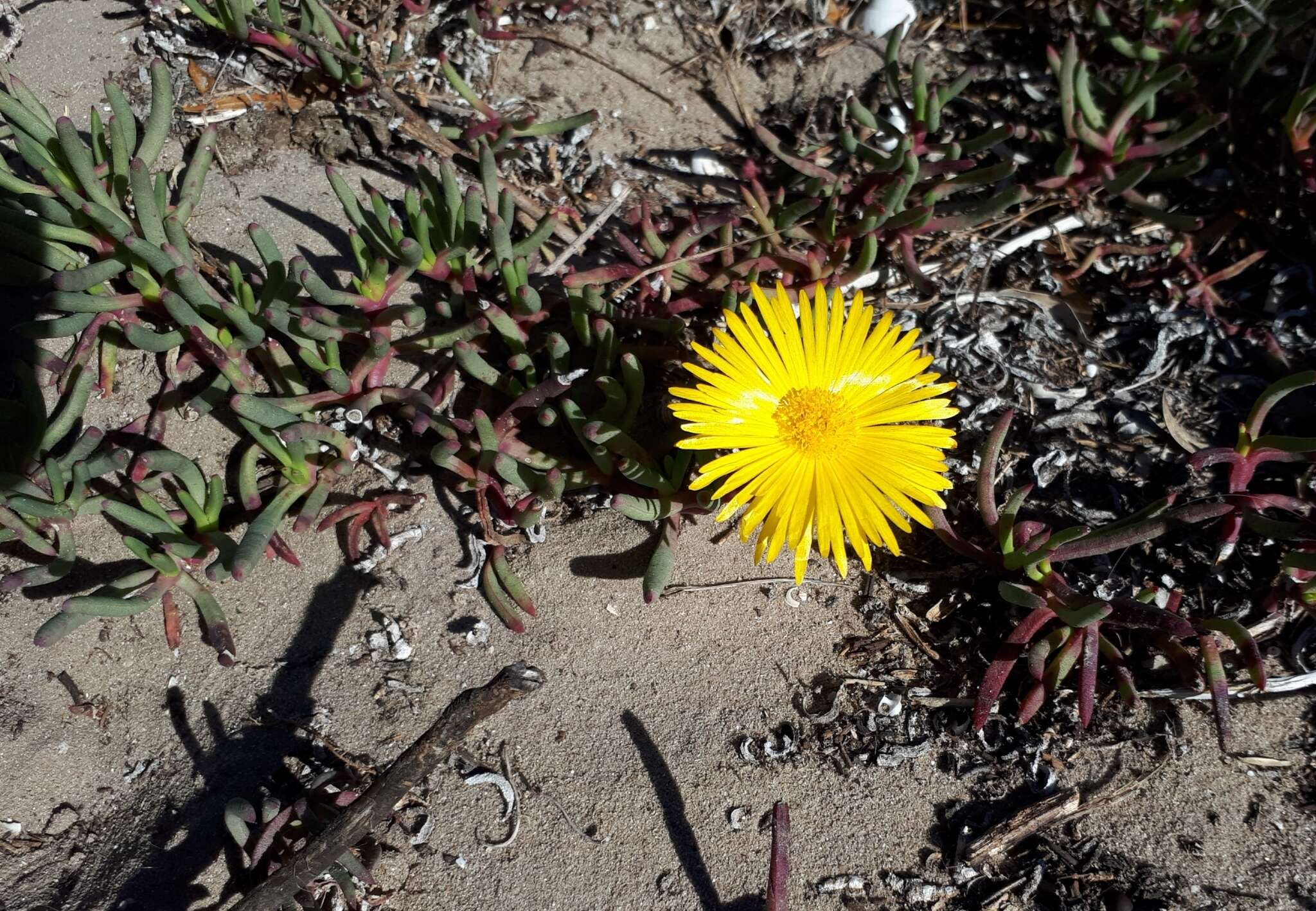 Image of Jordaaniella dubia (Haw.) H. E. K. Hartm.