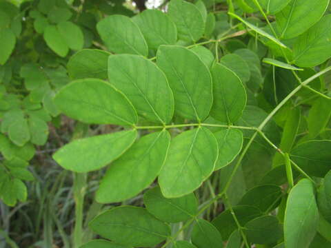 Image of Mimosa caesalpiniifolia Benth.