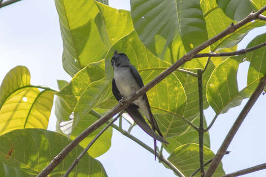 Image of Grey-rumped Treeswift