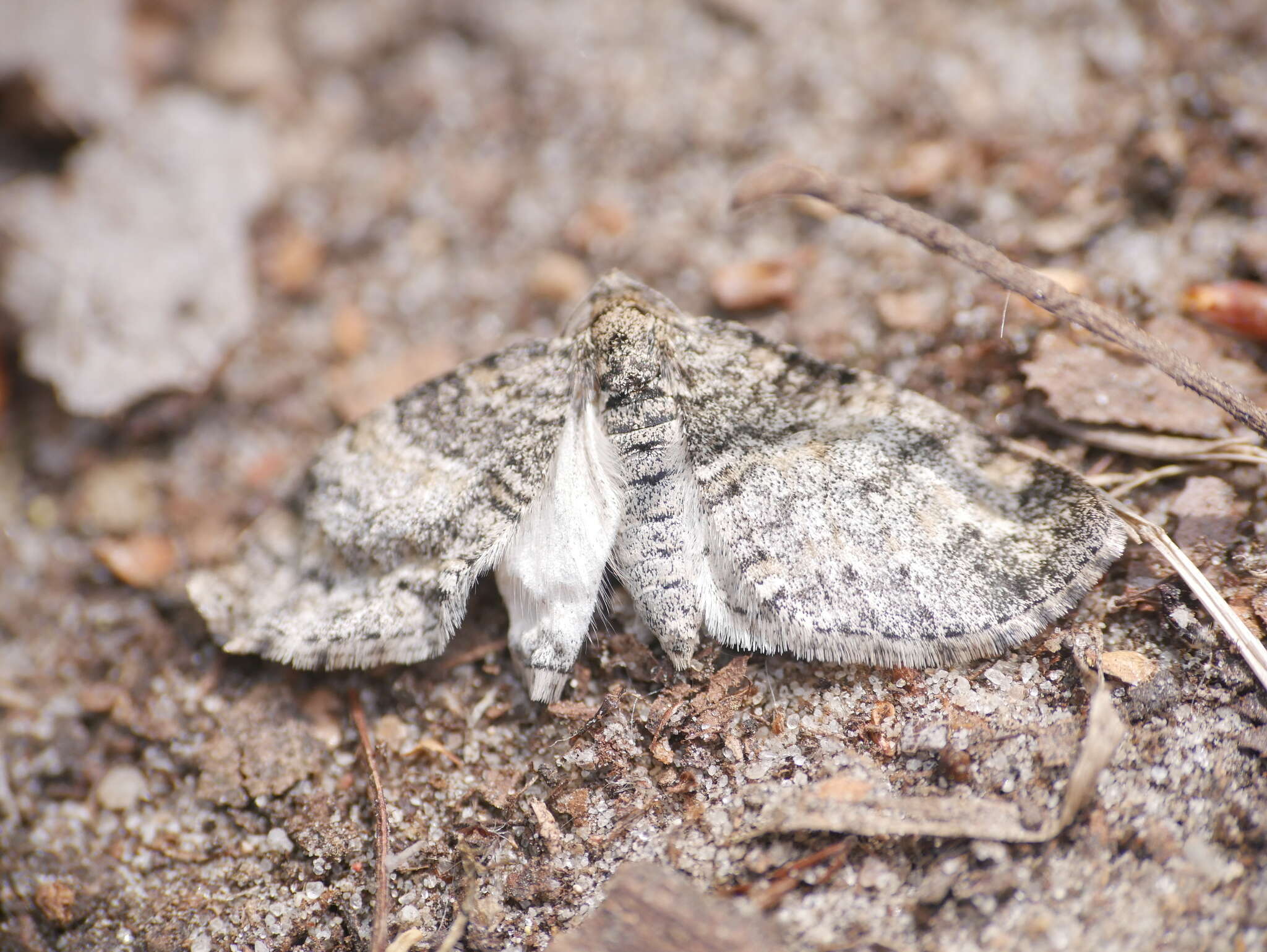 Слика од Lobophora halterata Hüfnagel 1767