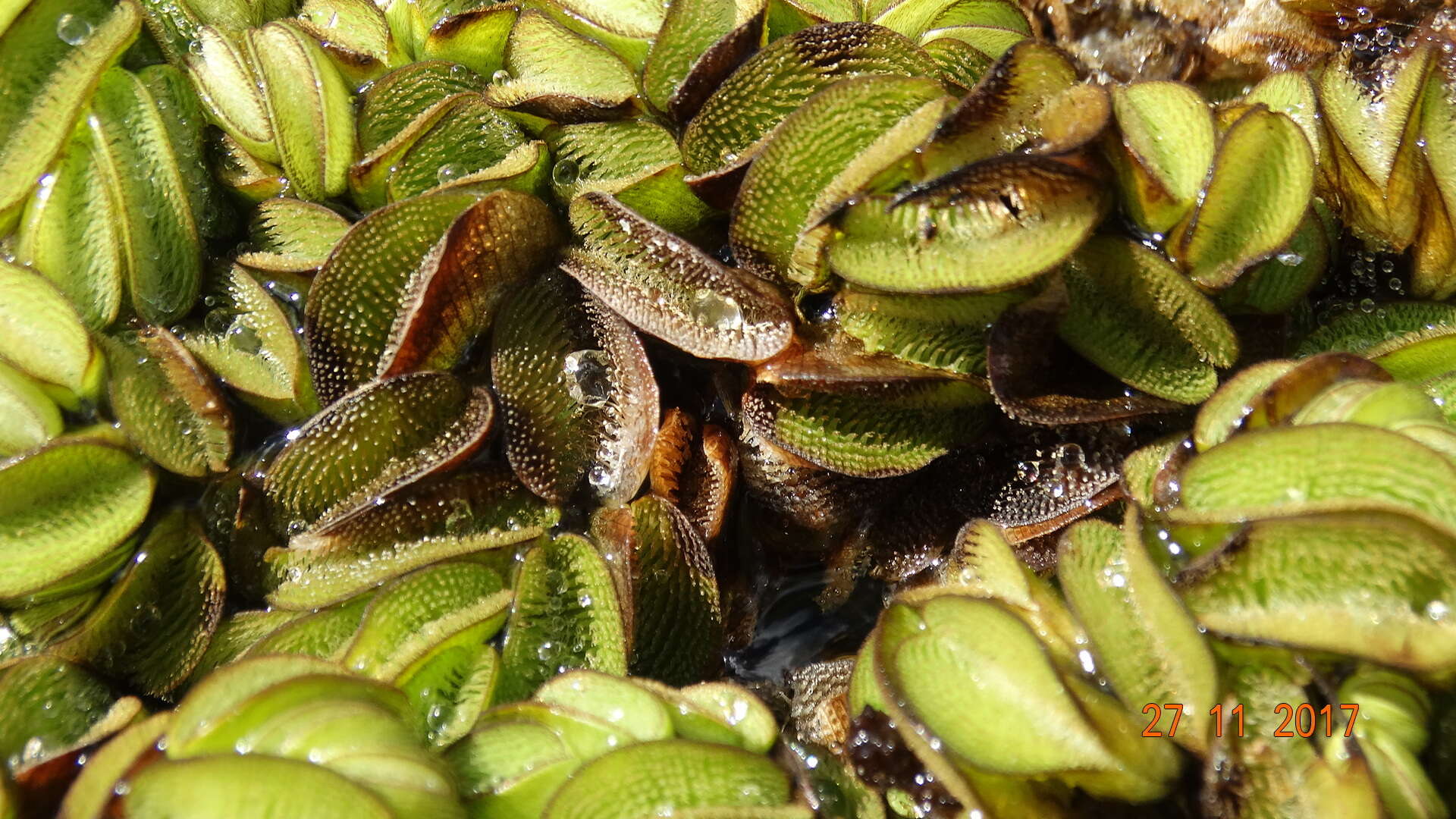 Image of eared watermoss