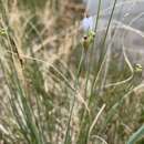 Image of Pale Blue-Eyed Grass
