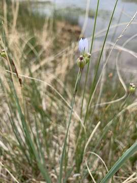 Image of Pale Blue-Eyed Grass