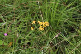 Image of Hypericum lalandii Choisy