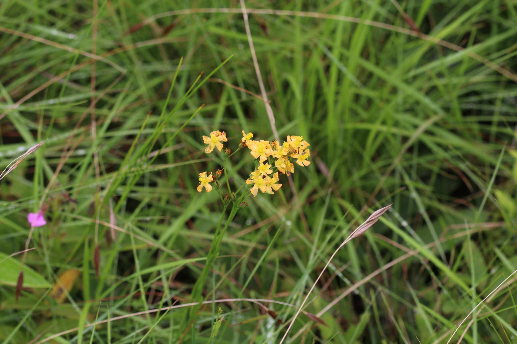 صورة Hypericum lalandii Choisy