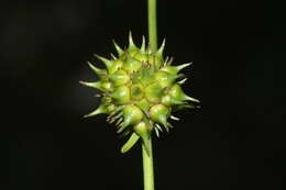 Imagem de Sparganium subglobosum Morong