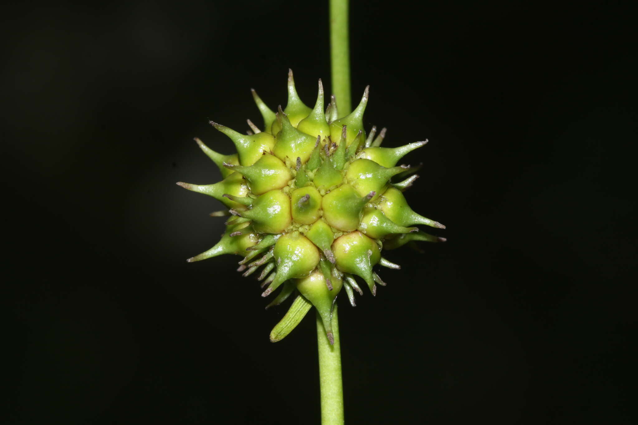 Imagem de Sparganium subglobosum Morong