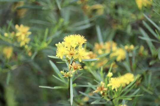 Image of bushy St. Johnswort