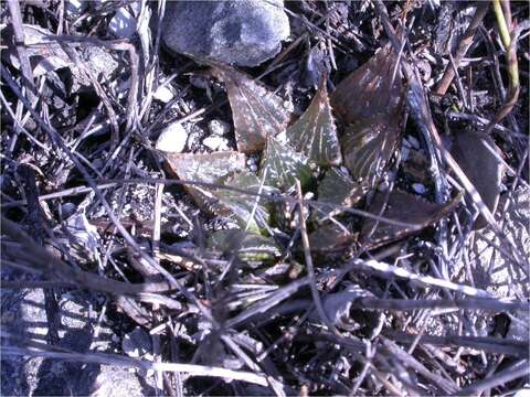 Image of Haworthia mirabilis (Haw.) Haw.