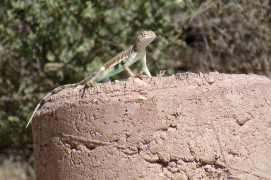 Sivun Callisaurus draconoides ventralis (Hallowell 1852) kuva