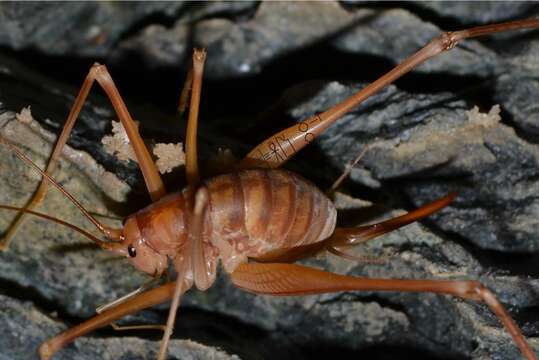 Image of Dolichopoda (Petrochilosina) saraolacosi Rampini & Di Russo 2015