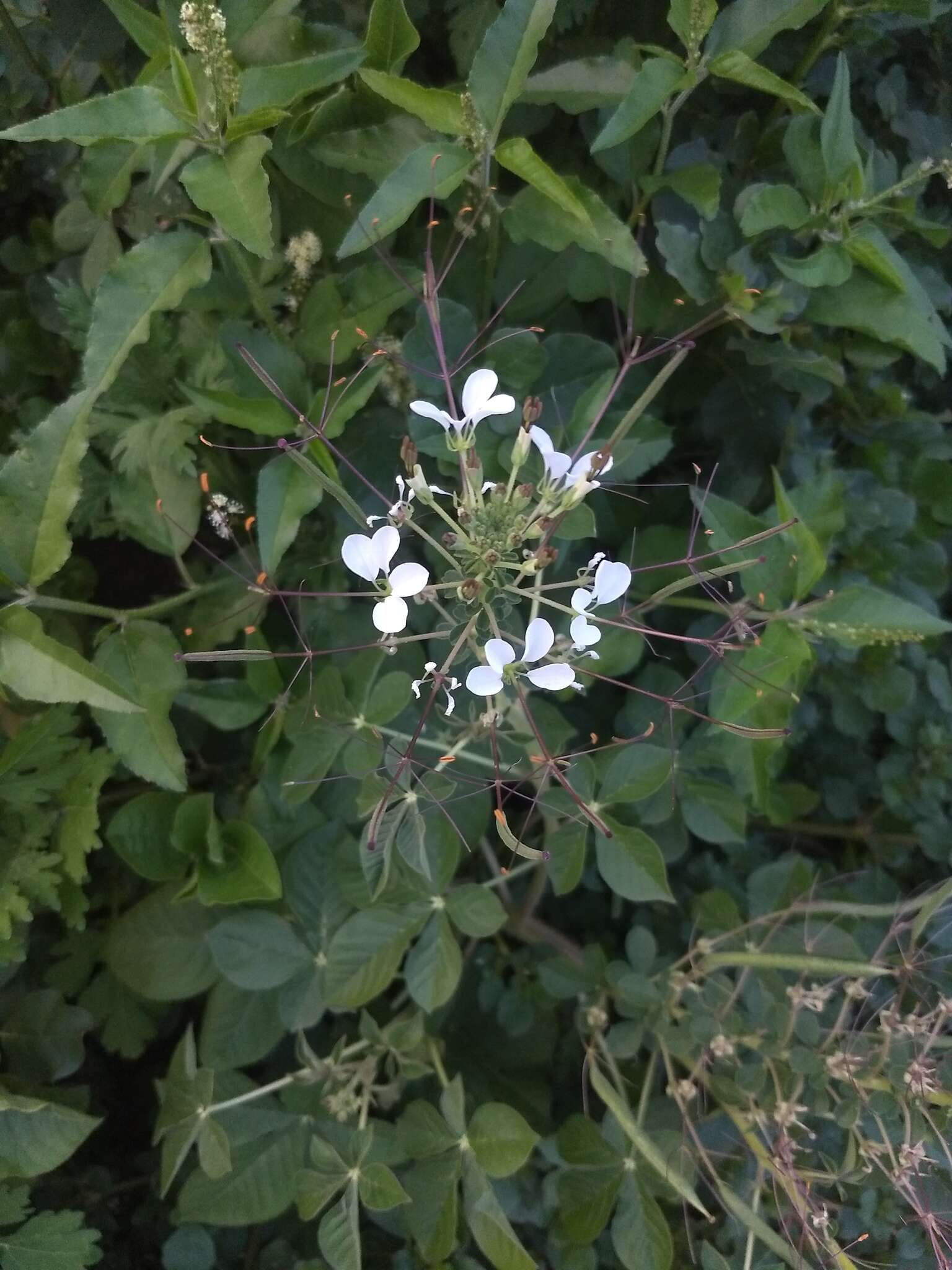 Слика од Gynandropsis