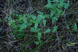 Dioscorea burchellii Baker的圖片