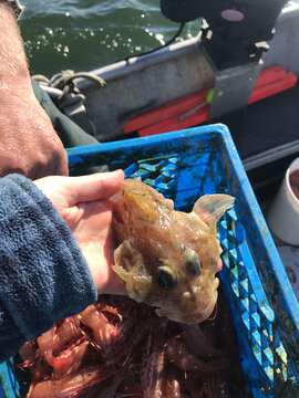 Image of Filamented sculpin