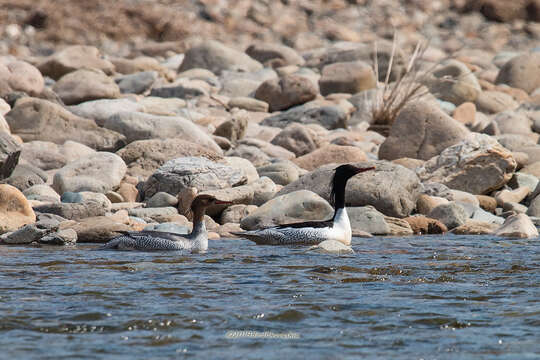 Image de Harle de Chine