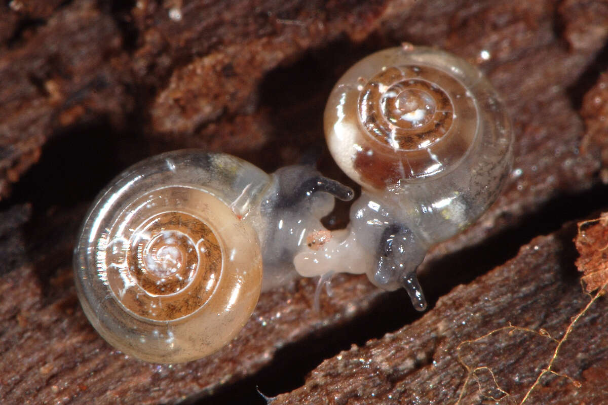 Image of common crystal snail