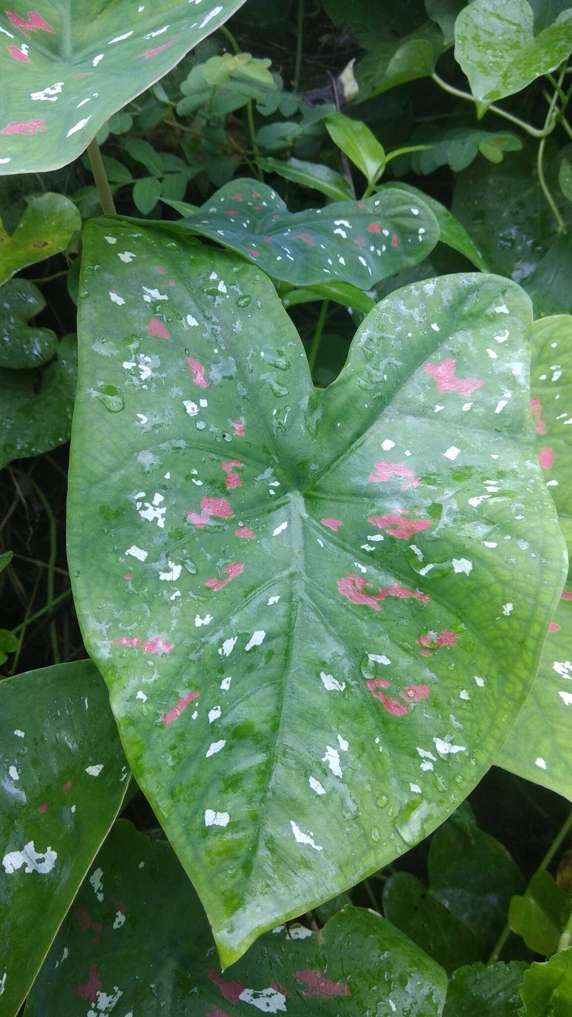 Image of Caladium bicolor (Aiton) Vent.