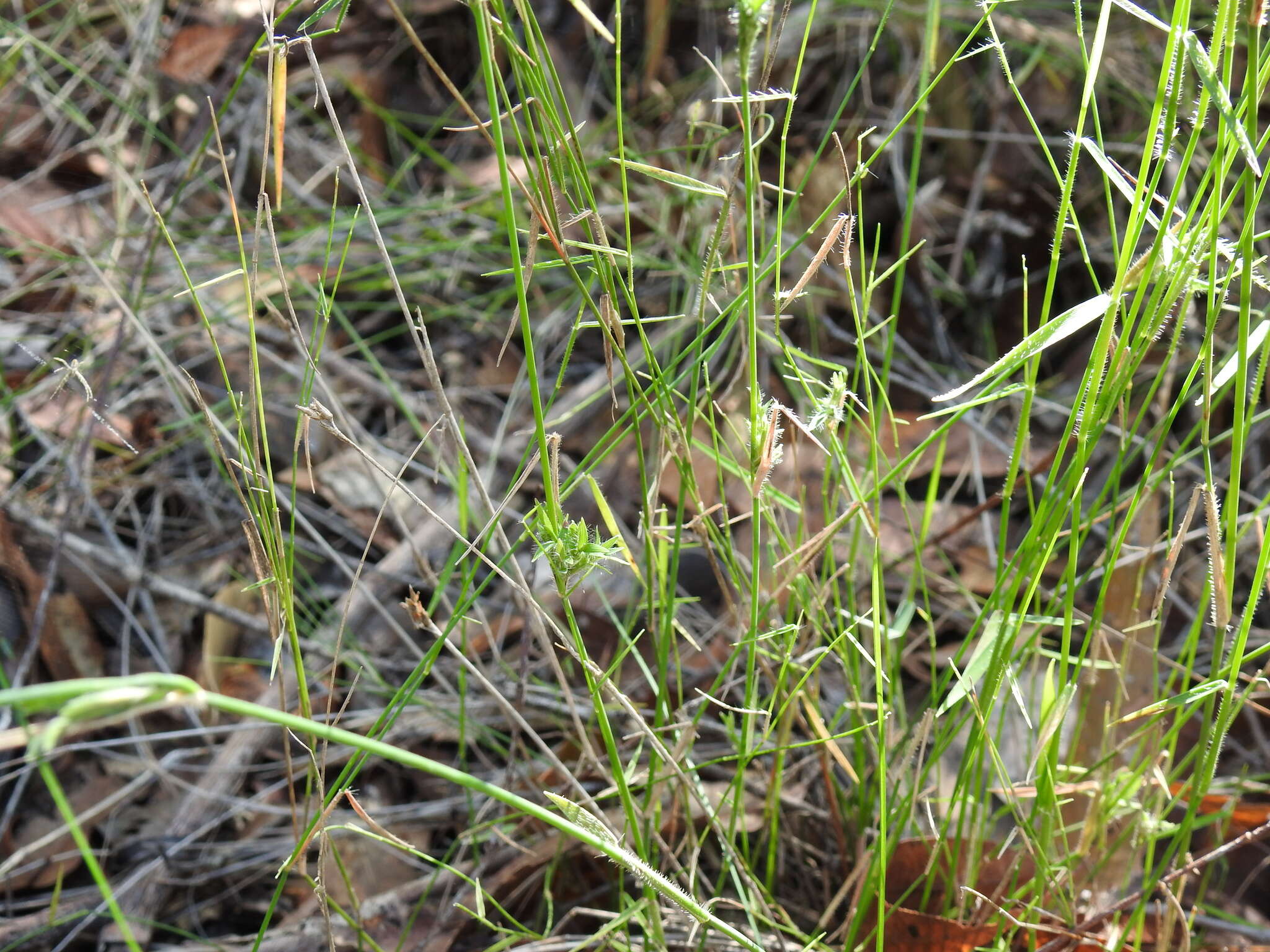 Entolasia stricta (R. Br.) Hughes resmi