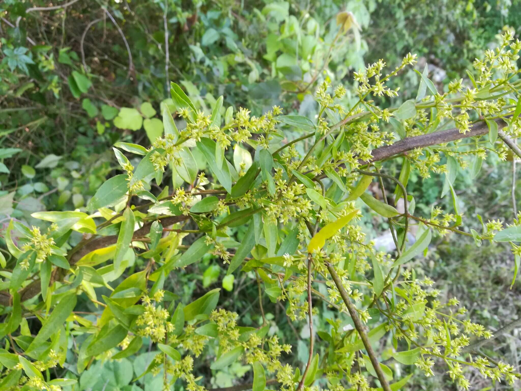 Image of Texas shrub