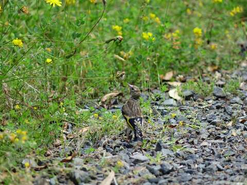 Imagem de Carduelis carduelis britannica (Hartert 1903)