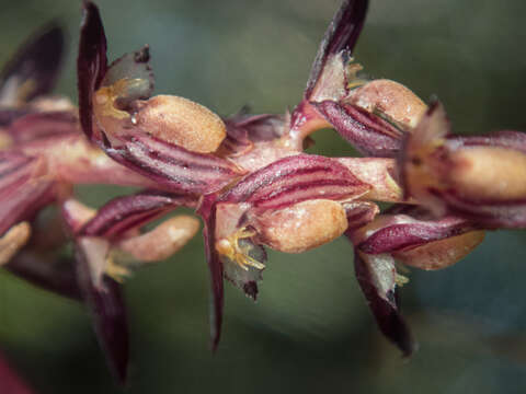 Image of Bulbophyllum alcicorne C. S. P. Parish & Rchb. fil.