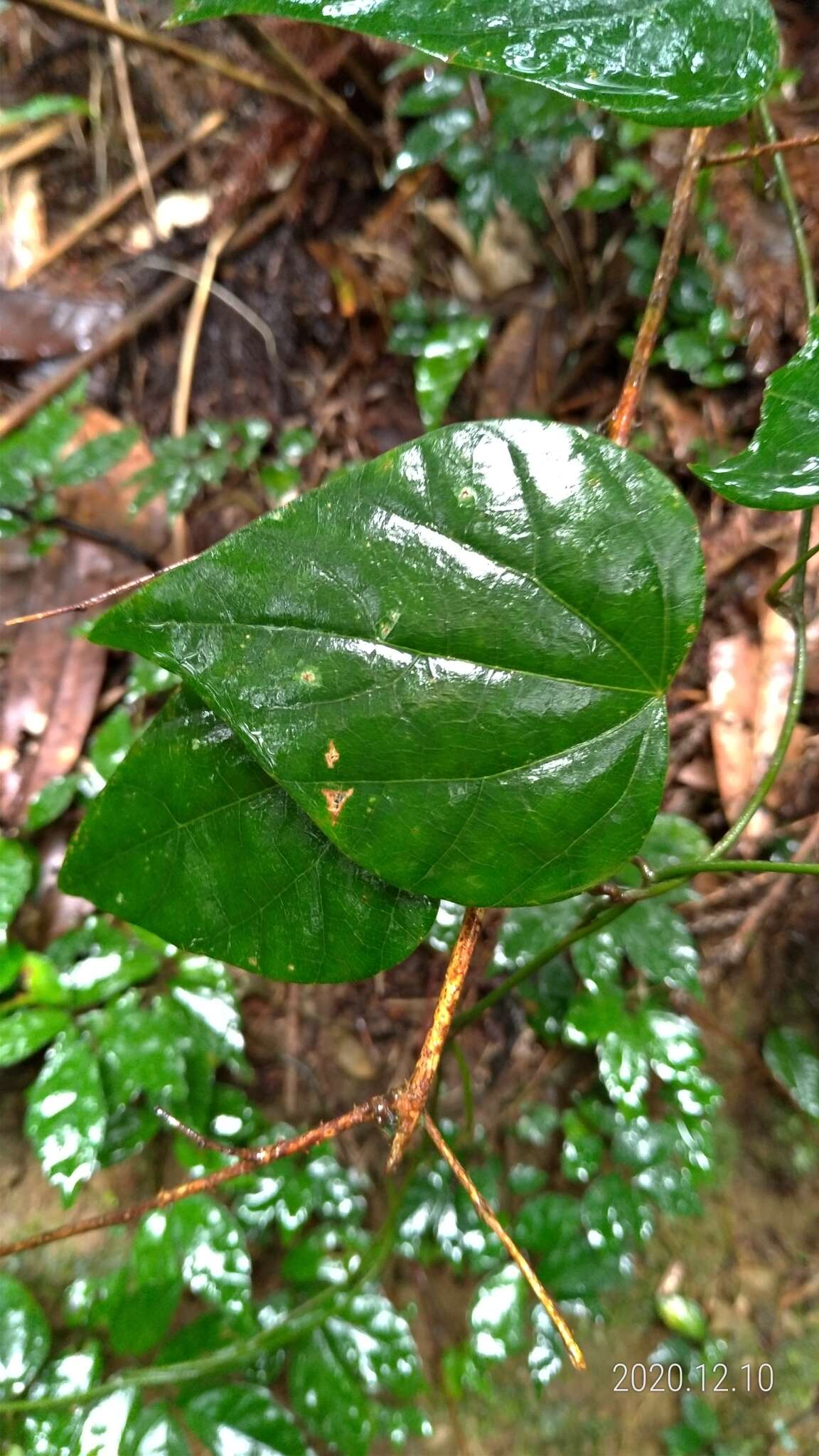 Pericampylus glaucus (Lam.) Merr. resmi