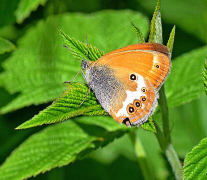 Coenonympha arcania Linnaeus 1761 resmi