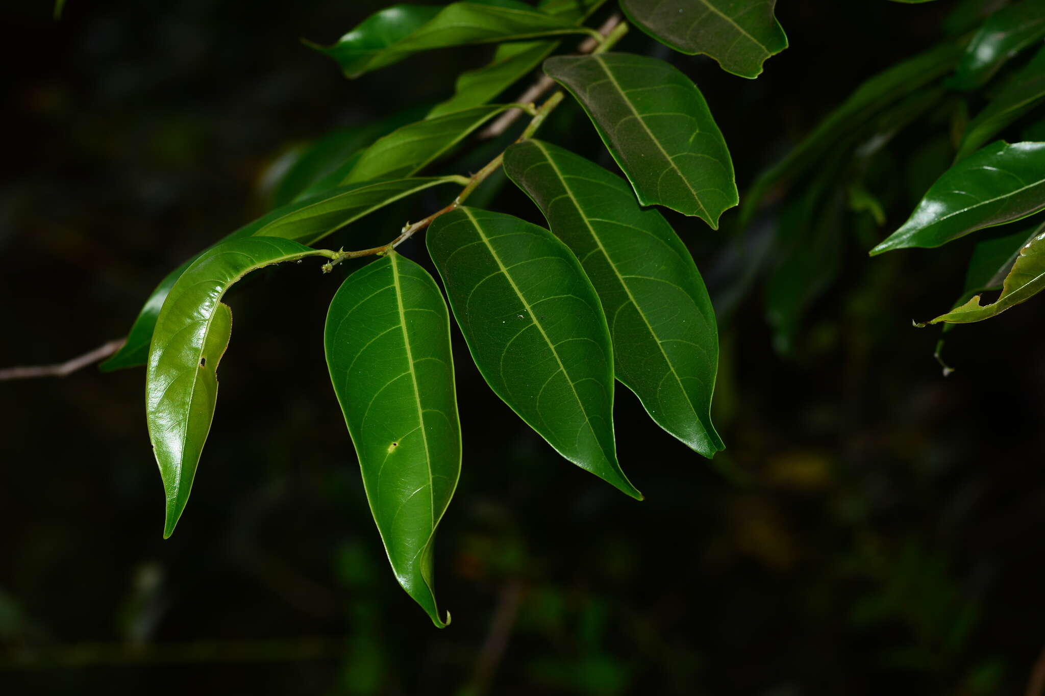 Image of Phyllanthus assamicus Müll. Arg.