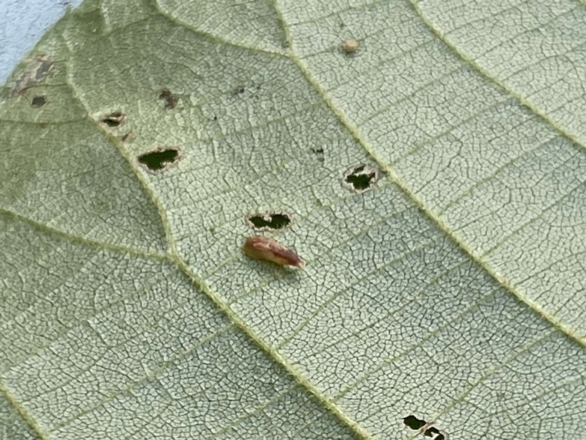 Image of Caryomyia striolata Gagne 2008