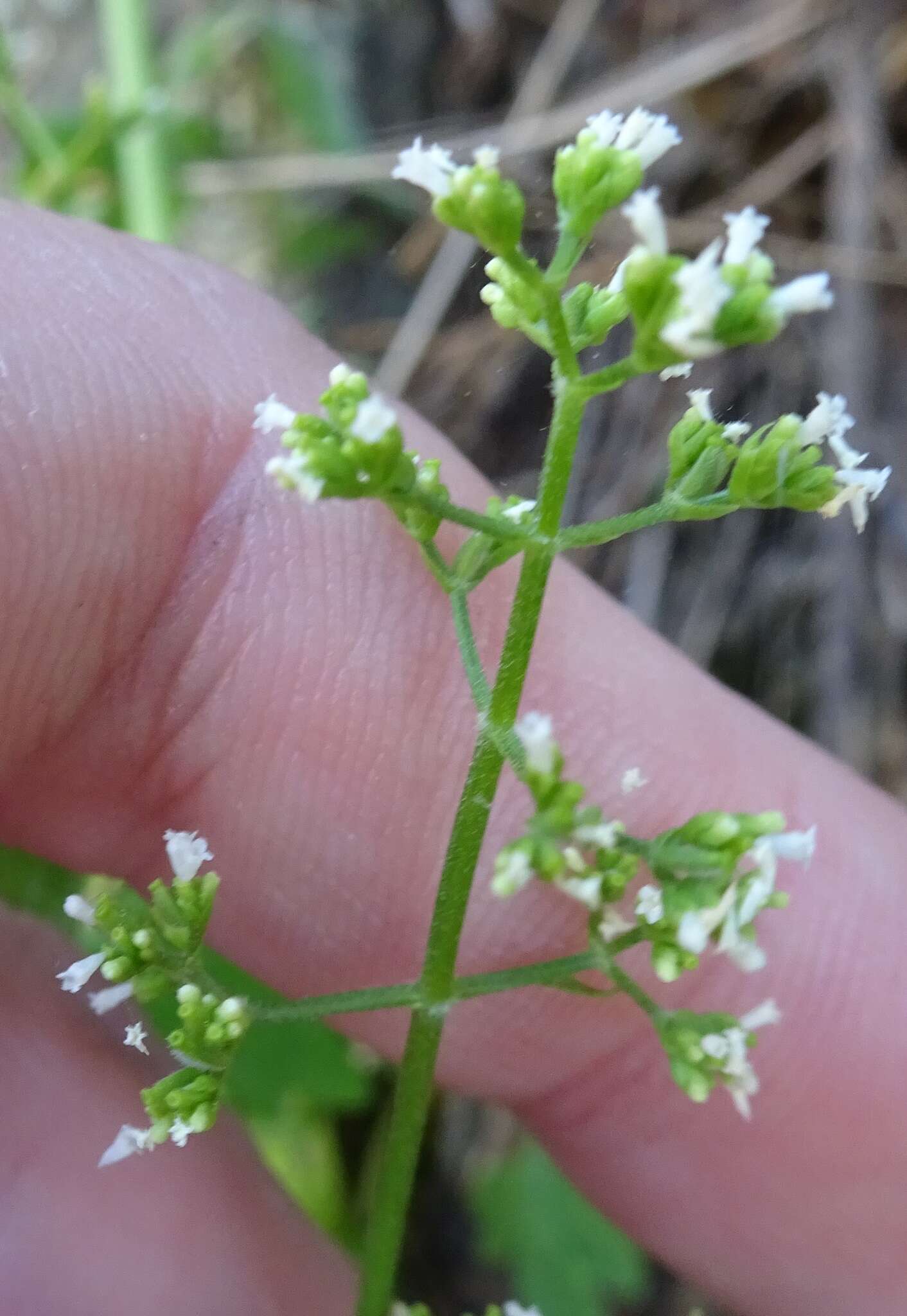 صورة Valeriana sorbifolia Kunth