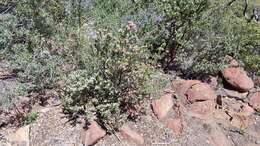 Image of pinkbracted manzanita