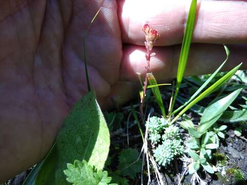 Image of Sedum tenellum M. Bieb.