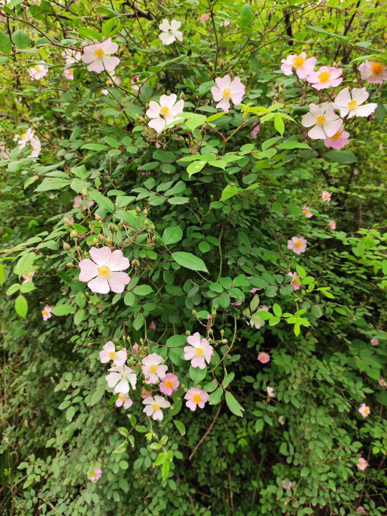 Image de Rosa multiflora var. cathayensis Rehd. & E. H. Wilson