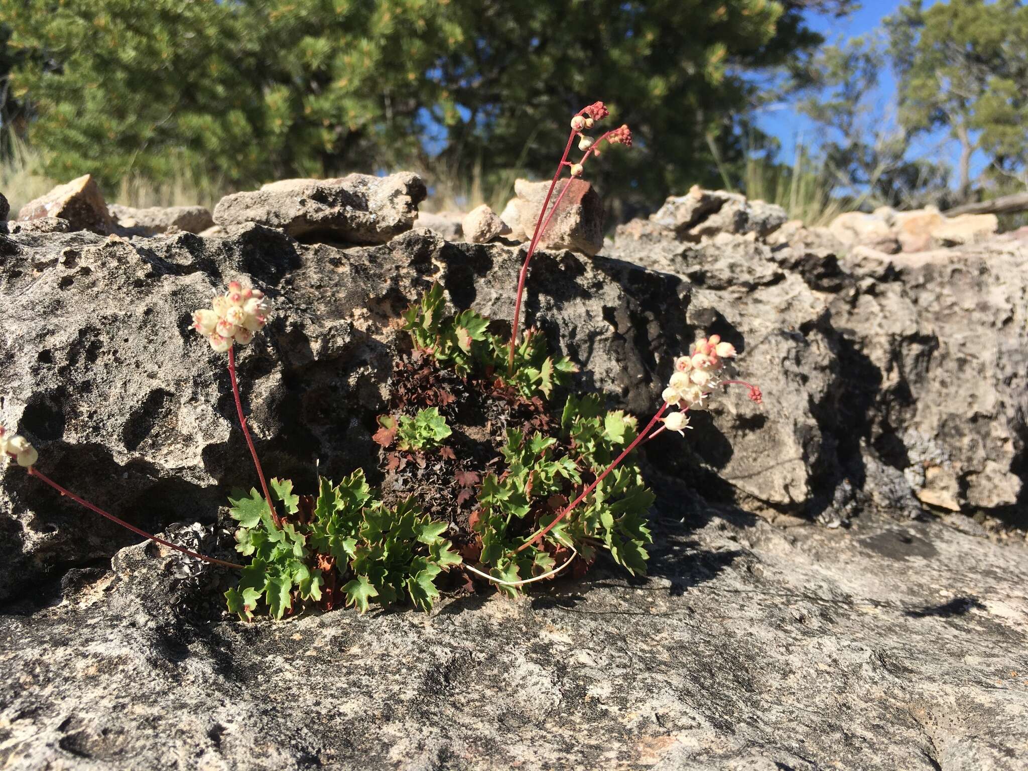 Image of Front Range alumroot