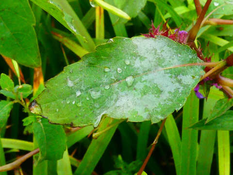 Sivun Podosphaera balsaminae (Wallr.) U. Braun & S. Takam. 2000 kuva