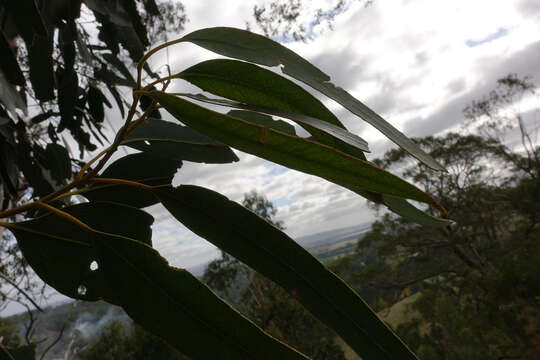 Sivun Eucalyptus globulus subsp. bicostata (Maiden. Blakely & Simmonds) Kirkpatrick kuva