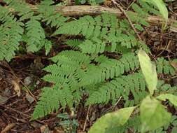 Image of Dryopteris maximowicziana (Miq.) C. Chr.