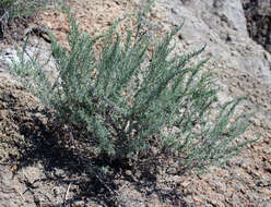 Image of Nitrosalsola ericoides (M. Bieb.) Theodorova