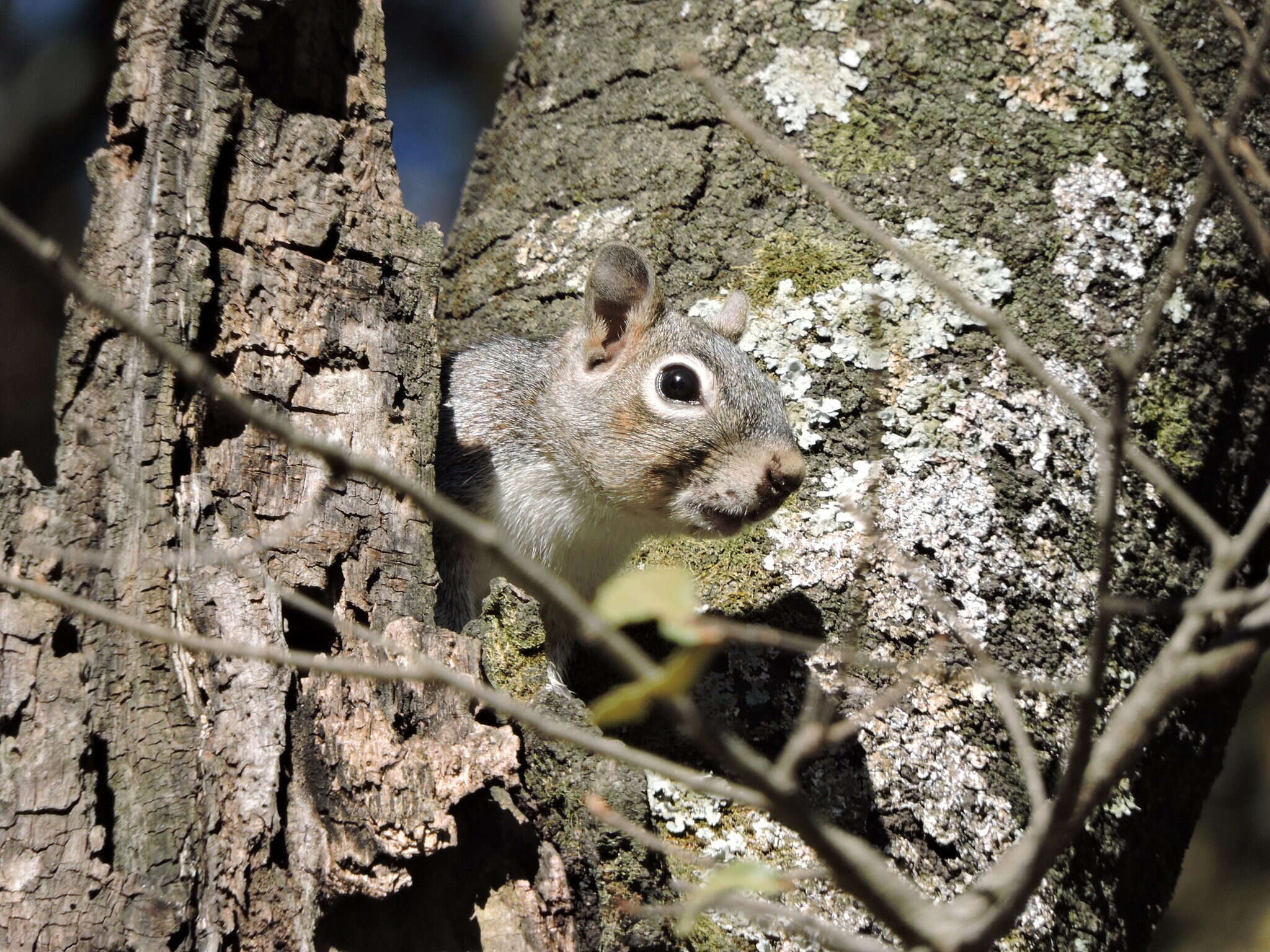 Image of Sciurus nayaritensis nayaritensis J. A. Allen 1890