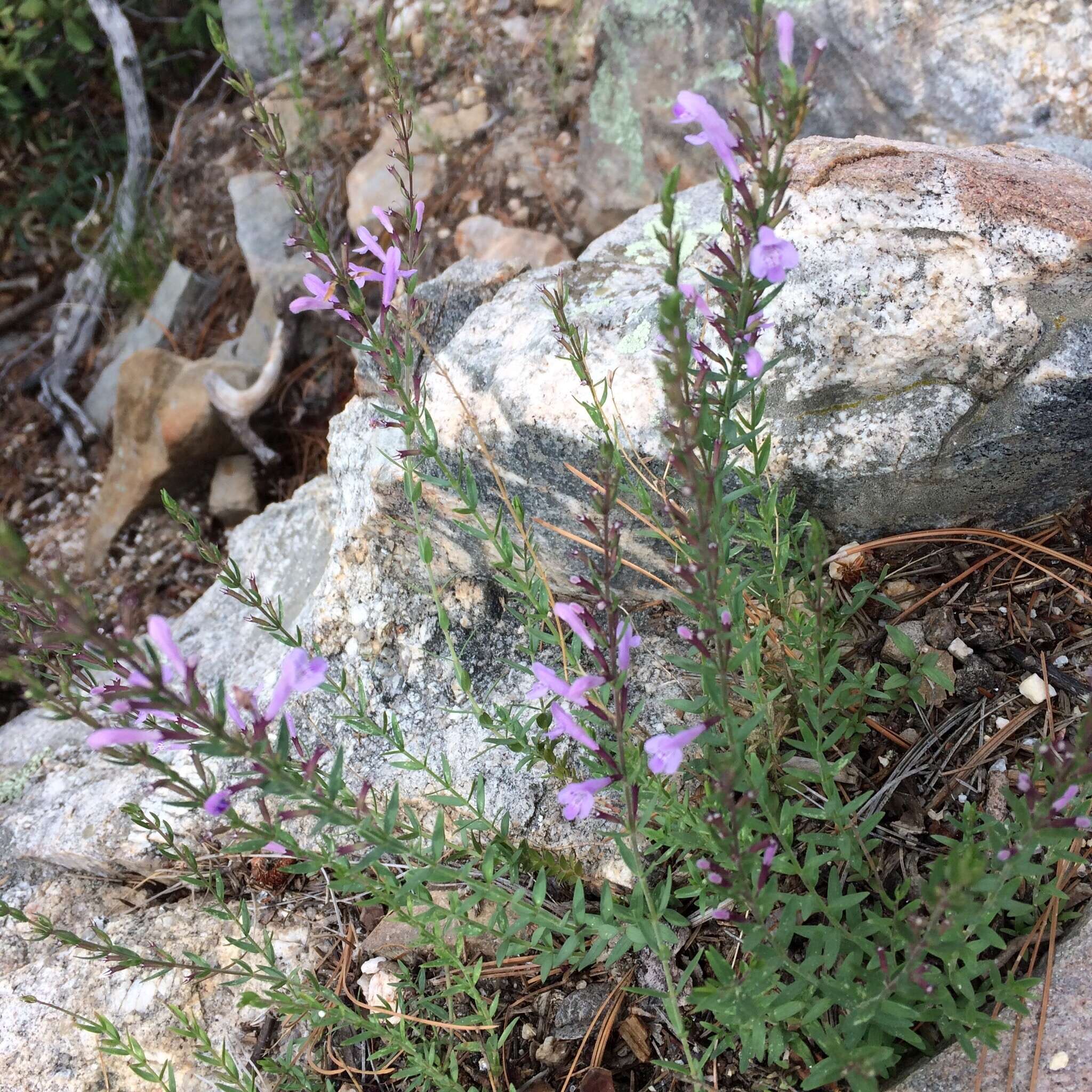 Hedeoma hyssopifolia A. Gray resmi