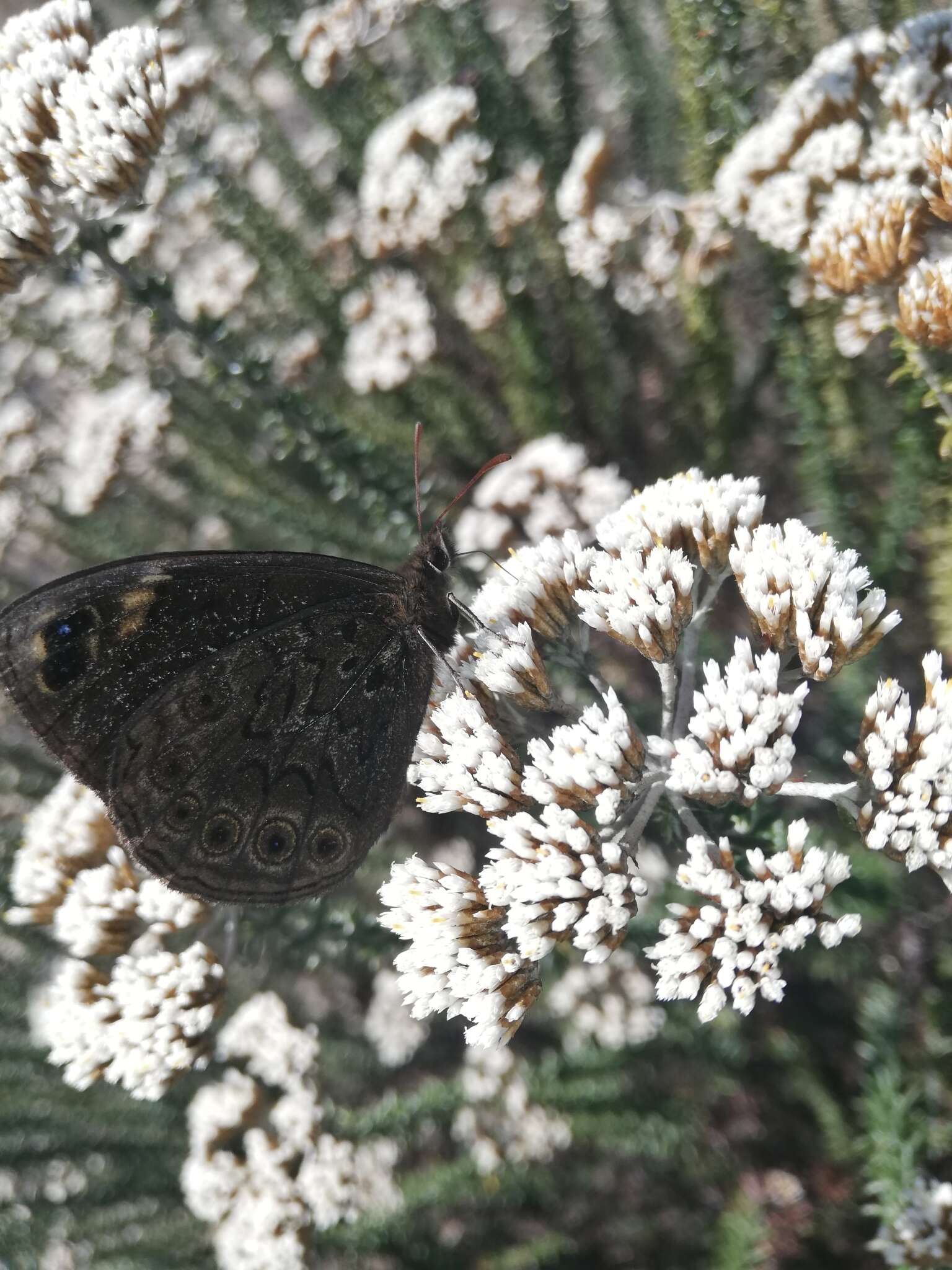 Sivun Dira clytus Linnaeus 1764 kuva