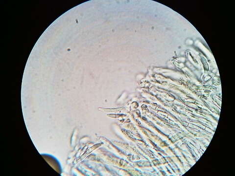 Imagem de Calycina lactea (Sacc.) Baral, R. Galán & Platas 2013