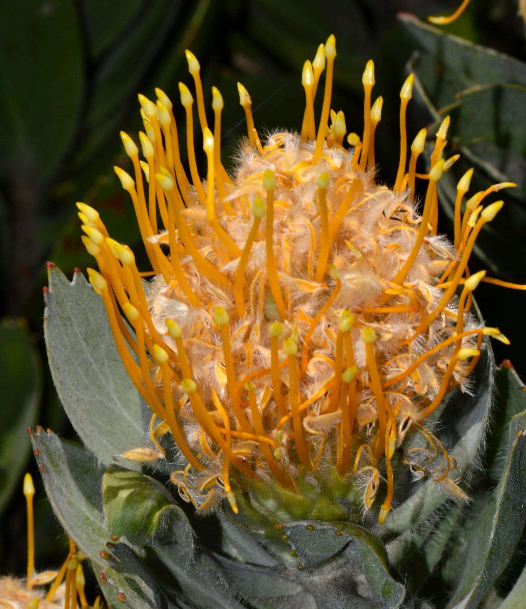 Image of Leucospermum conocarpodendron subsp. conocarpodendron