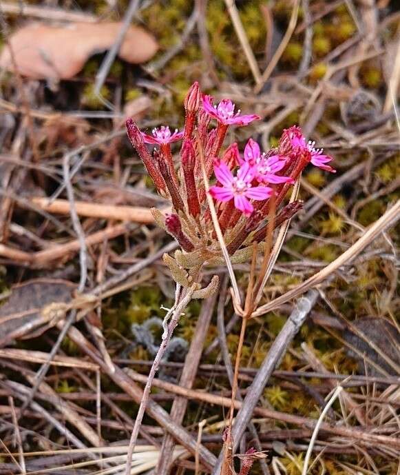 Image of Pistorinia hispanica (L.) DC.