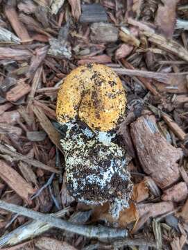 Image of Agaricus nanaugustus Kerrigan 2016