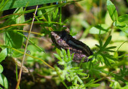 Image of Chiriboga robber frog