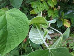 Imagem de Clerodendrum villosum Blume